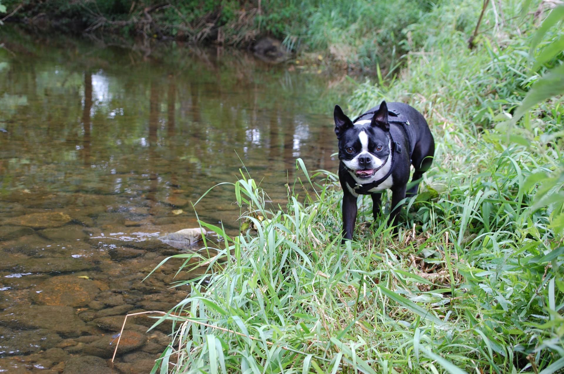 Arlo by the water on a peaceful morning