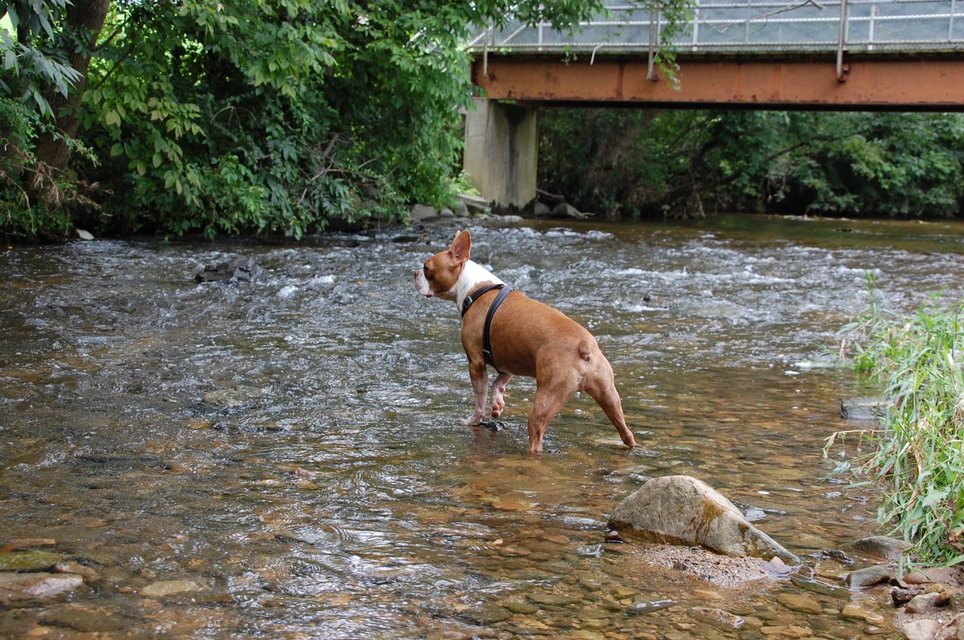 Winston the Boston Terrier standing in a Pennsylvania trout stream